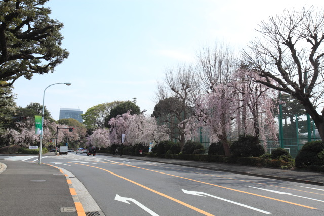 桜 1304017330 明治神宮外苑 桜 新宿区霞ヶ丘 thumbnail