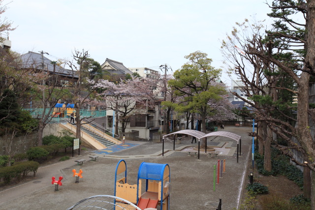 4月の新宿の公園 1304017443 若葉公園 染井吉野桜 新宿区 thumbnail