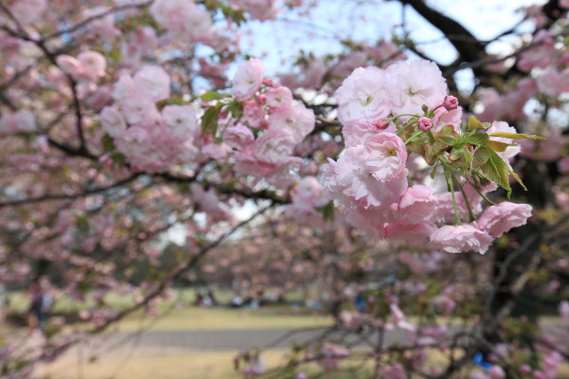 新宿区の公園の桜 1304047575 新宿御苑 一葉桜 新宿区内藤 photo