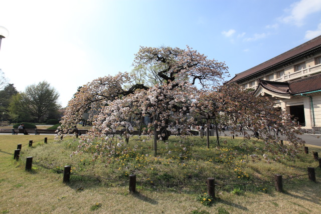 4月の上野公園+東京国立博物館 1304057810 東京国立博物館 吉野枝垂桜 台東区上野公園 photo