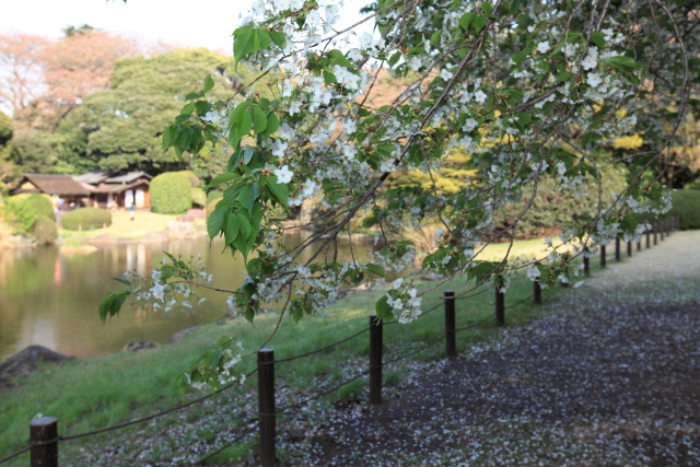 4月の上野公園+東京国立博物館 1304057820 東京国立博物館 大島桜 庭園 台東区上野公園 photo