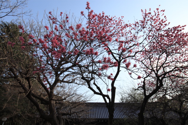 桃・モモ・花桃・菊桃 1304057898 東京国立博物館 菊桃 黒門 台東区上野公園 thumbnail