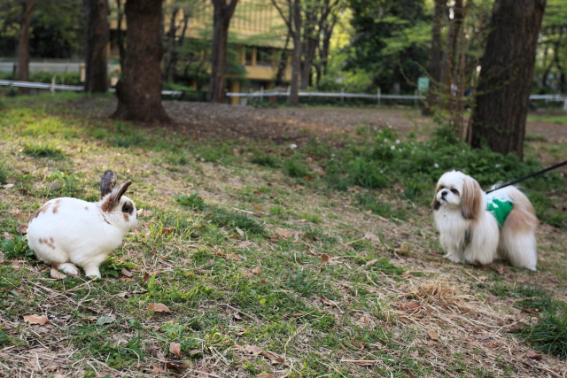 4月の新宿中央公園 1304087931 新宿中央公園 兎(ウサギ) 犬 新宿区西新宿 thumbnail