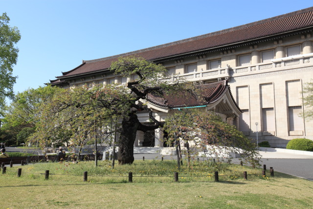 4月の上野公園+東京国立博物館 1304098005 東京国立博物館 吉野枝垂桜 台東区上野公園 photo