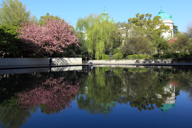 4月の上野公園+東京国立博物館 1304098060 東京国立博物館 関山桜 法隆寺宝物館 台東区上野公園 photo