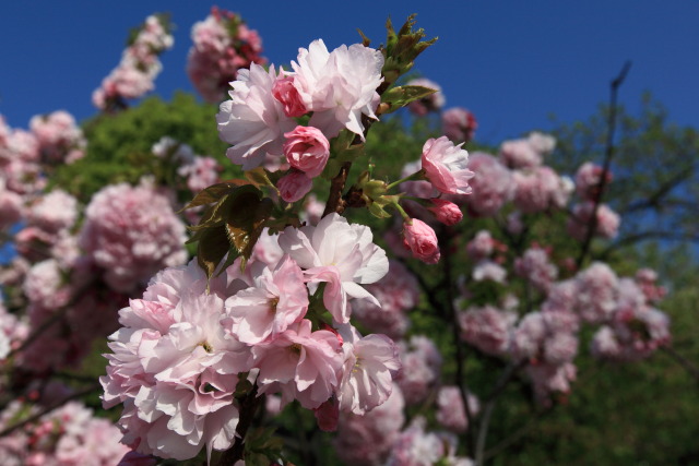 4月の上野公園+東京国立博物館 1304098088 上野公園 八重紅虎の尾桜 台東区上野公園 photo