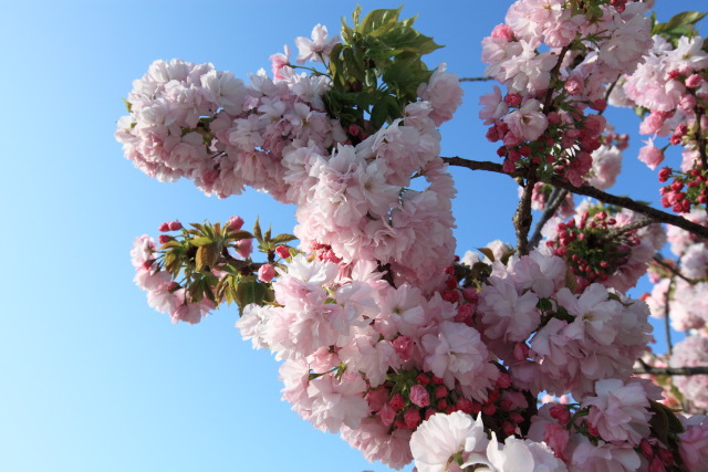 4月の上野公園+東京国立博物館 1304098094 上野公園 八重紅虎の尾桜 台東区上野公園 photo