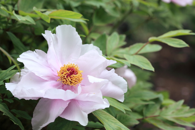 4月の新宿の公園 130411MP8214 東長谷寺 薬王院 牡丹 新宿区下落合 photo