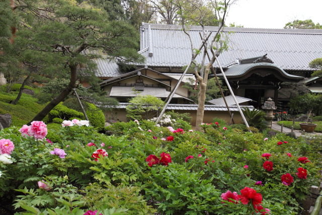牡丹・ボタン・寒牡丹・冬牡丹 1304148645 東長谷寺 薬王院 牡丹(ボタン) 庫裡 新宿区下落合 thumbnail
