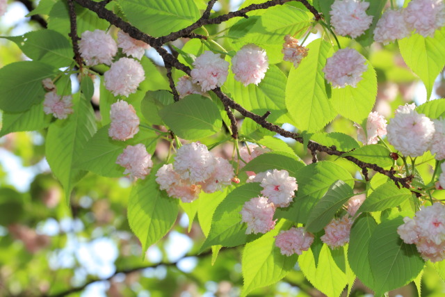 桜・さくら・サクラ 1304168928 新宿御苑 兼六園菊桜 新宿区内藤 thumbnail