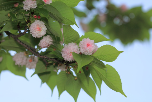 藤・フジ 1304168946 新宿御苑 兼六園菊桜 新宿区内藤 thumbnail