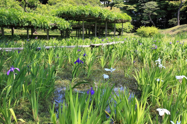 杜若・カキツバタ 1305080029 小石川後楽園 杜若(カキツバタ) 八橋 藤棚 文京区後楽 thumbnail