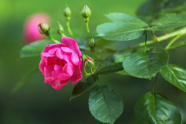 薔薇・バラ 130508MP0158 新宿中央公園 薔薇(バラ) 新宿区西新宿 thumbnail