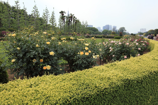 薔薇(バラ) 1305100357 新宿御苑 薔薇(バラ)園 モリニュー 新宿区内藤 thumbnail
