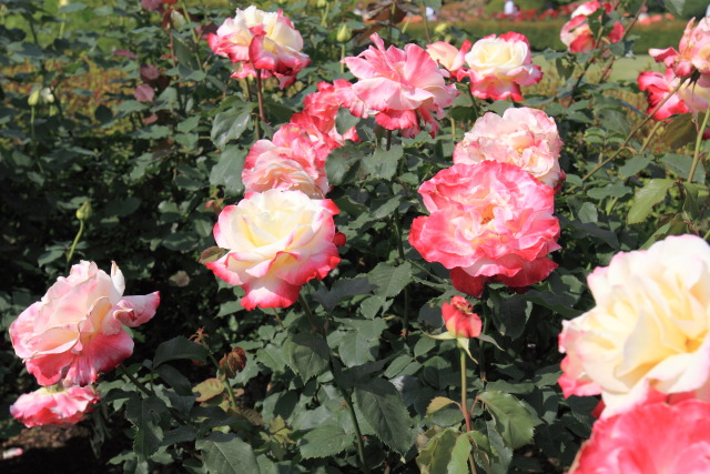 薔薇(バラ) 1305120468 新宿御苑 薔薇(バラ)園 ダブルデライト 新宿区内藤 thumbnail