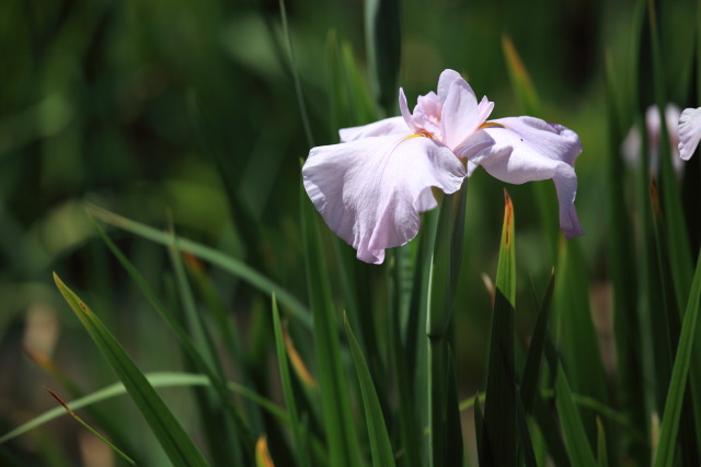 5月の堀切菖蒲園 1305313665 堀切菖蒲園 花菖蒲(ハナショウブ) 葛飾区堀切 photo