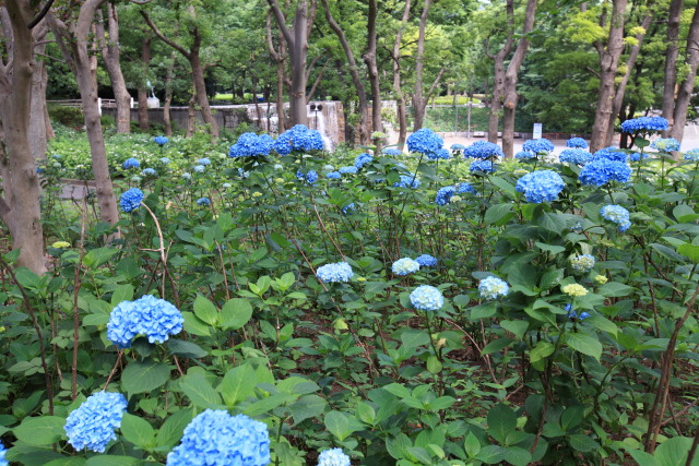 6月の新宿中央公園 1306023790 新宿中央公園 紫陽花(アジサイ) 新宿区西新宿 photo