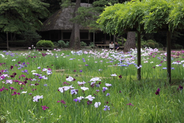 6月の小石川後楽園 1306023848 小石川後楽園 花菖蒲(ハナショウブ) 九八屋 文京区後楽 thumbnail