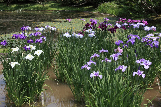 花菖蒲・ハナショウブ 1306054056 皇居東御苑 花菖蒲 千代田区千代田 thumbnail