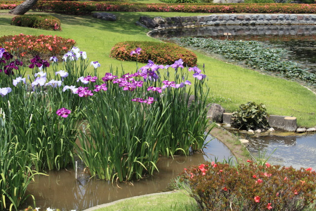 花菖蒲・ハナショウブ 1306054075 皇居東御苑 花菖蒲 夕日潟 千代田区千代田 thumbnail
