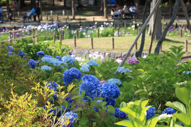紫陽花・アジサイ 1306054388 しょうぶ沼公園 紫陽花(アジサイ) 花菖蒲 足立区谷中 北綾瀬 thumbnail