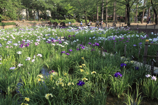 花菖蒲・ハナショウブ 1306054426 しょうぶ沼公園 花菖蒲 足立区谷中 北綾瀬 thumbnail