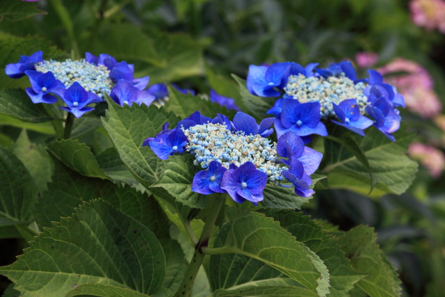 これまでの6月の見頃見所 1306074650 堀切菖蒲園 紫陽花(アジサイ) 葛飾区堀切 thumbnail
