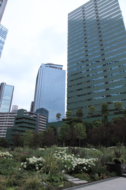 紫陽花・アジサイ 1306155817 紫陽花(アジサイ) 高層ビル 新宿セントラルパークシティ thumbnail