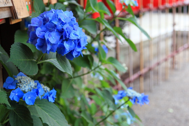 紫陽花・アジサイ 130615MP6087 水稲荷神社 紫陽花(アジサイ) 新宿区西早稲田 thumbnail