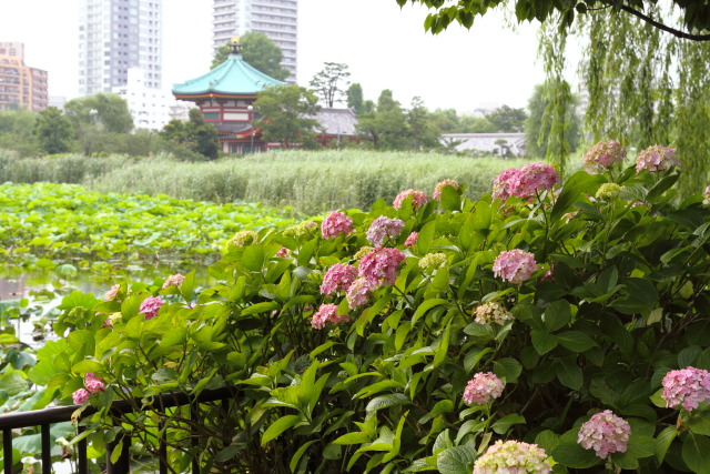 6月の上野公園 1306184125 紫陽花(アジサイ) 弁天堂 蓮池 不忍池 台東区上野公園 photo