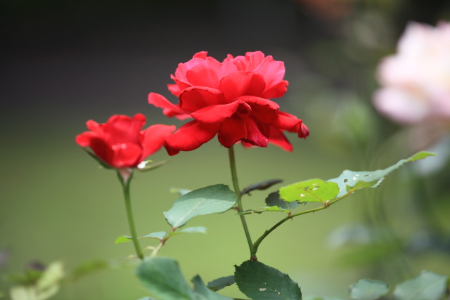 6月の新宿中央公園 1306186643 新宿中央公園 薔薇(バラ) 新宿区西新宿 photo