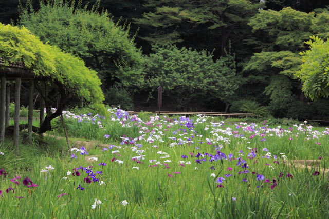 6月の小石川後楽園 1306186766 小石川後楽園 花菖蒲 藤棚 文京区後楽 photo
