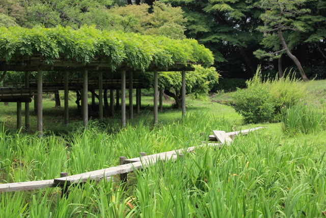6月の小石川後楽園 1306186783 小石川後楽園 八橋 杜若(カキツバタ) 藤棚 文京区後楽 photo