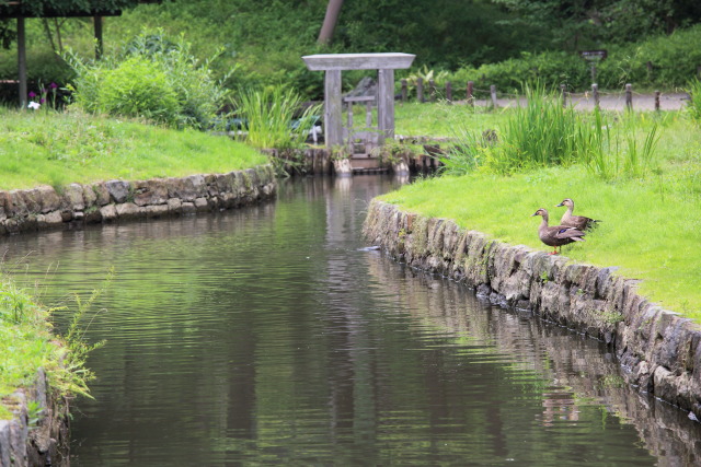 6月の小石川後楽園 1306186796 小石川後楽園 神田上水跡 鴨 文京区後楽 photo