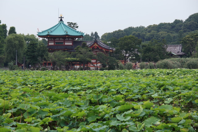6月の上野公園 1306186905 蓮池 弁天堂 不忍池 台東区上野公園 photo
