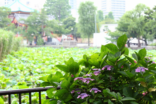 6月の上野公園 1306186998 紫陽花(アジサイ) 弁天堂 蓮池 不忍池 台東区上野公園 photo