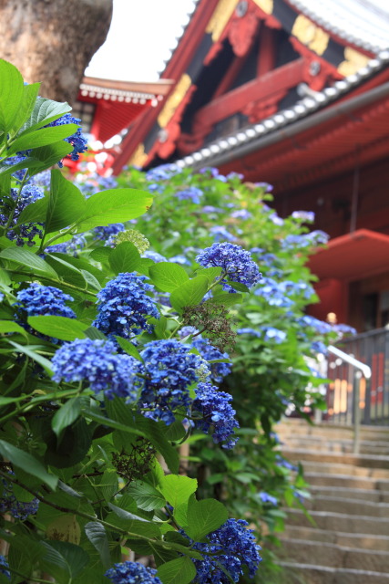6月の上野公園 1306187030 上野公園 紫陽花(アジサイ) 清水観音堂 台東区上野公園 photo