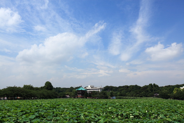 6月の上野公園 1306227165 不忍池 弁天堂 蓮池 台東区上野公園 photo
