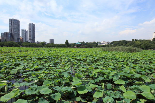 6月の上野公園 1306227178 不忍池 弁天堂 蓮池 台東区上野公園 photo