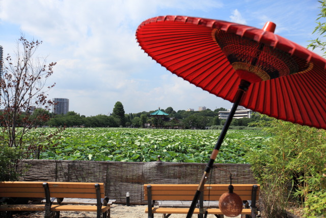6月の上野公園 1306227219 蓮見茶屋 和傘 不忍池 弁天堂 台東区上野公園 photo