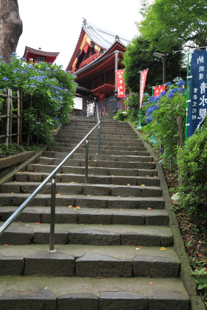6月の上野公園 1306227309 上野公園 紫陽花(アジサイ) 清水観音堂 台東区上野公園 photo