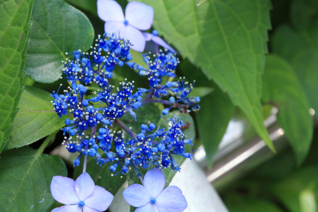 6月の新宿中央公園 1306237367 新宿中央公園 額紫陽花(ガクアジサイ) 新宿区西新宿 photo