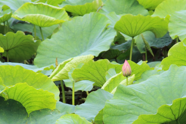 6月の上野公園 1306284155 蓮華 不忍池 台東区上野公園 photo