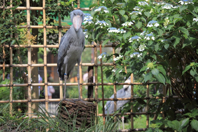 6月の上野公園 1306287477 ハシビロコウ 台東区上野公園 上野動物園 photo