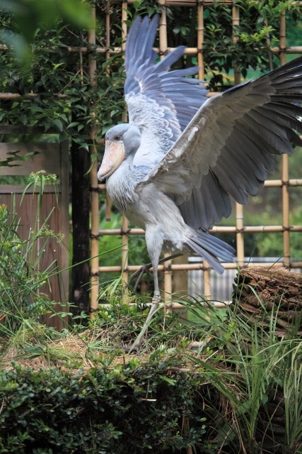 6月の上野公園 1306287482 ハシビロコウ 台東区上野公園 上野動物園 photo