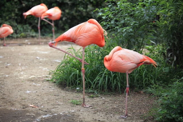 6月の上野公園 1306287491 ベニイロフラミンゴ 台東区上野公園 上野動物園 photo