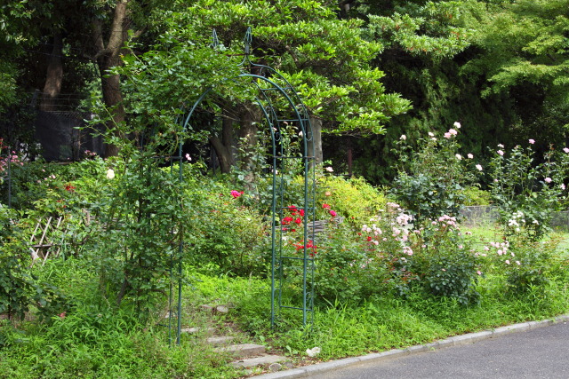 6月の上野公園 1306287514 薔薇(バラ) 台東区上野公園 上野動物園 photo
