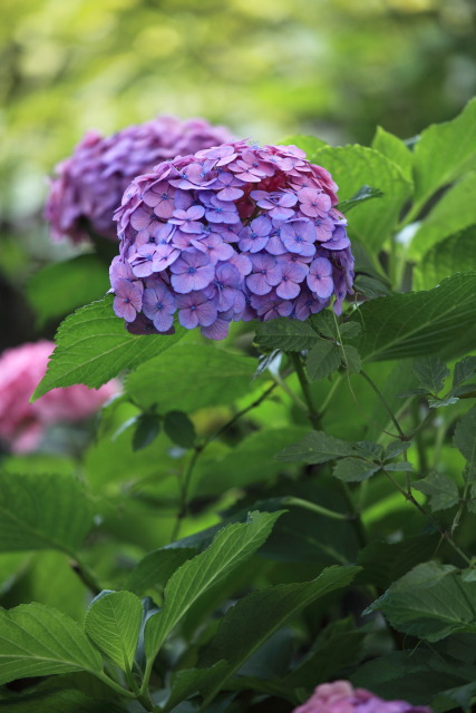 6月の新宿中央公園 1306307522 新宿中央公園 紫陽花(アジサイ) 新宿区西新宿 photo