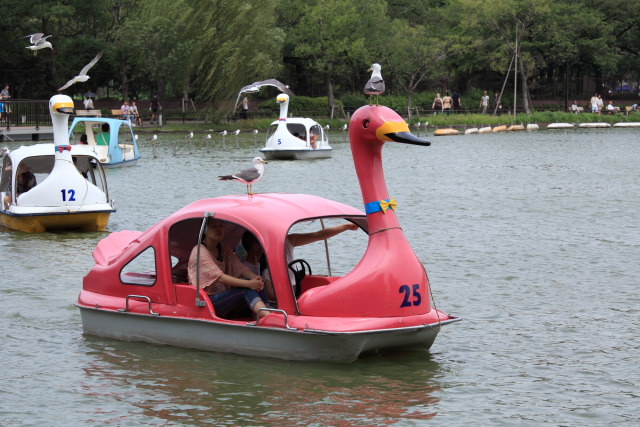 6月の上野公園 1306307552 ウミネコ スワンボート ボート池 不忍池 台東区上野公園 photo