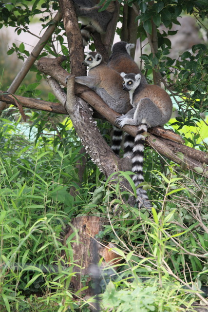 6月の上野公園 1306307618 ワオキツネザル 台東区上野公園 上野動物園 photo